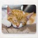 Recherche de chat orange et blanc tapis souris Animal