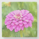 Recherche de zinnia dessous de verres Floral