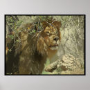 Recherche de copie de grand chat posters Lion
