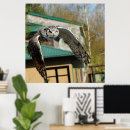 Recherche de grand oeil Animal