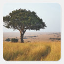 Recherche de acacia autocollants Kenya