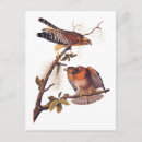 Recherche de buse cartes postales Rapace