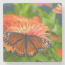 Recherche de zinnia dessous de verres Papillon