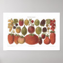 Recherche de baies posters Fruit