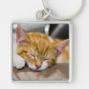 Recherche de cute kitten porteclés Adorable