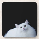Recherche de pelucheux bar Blanc