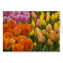 Recherche de keukenhof De près