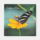 Recherche de tropical papillon magnets Faune