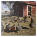 Recherche de poule carreaux Animal