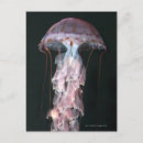 Recherche de faune marine cartes postales Animal