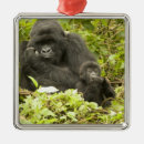 Recherche de gorille ornements Famille
