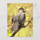 Recherche de chants cartes postales Oiseaux chanteurs