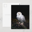 Recherche de hibou neige cartes postales Animal