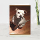 Recherche de staffie vœux cartes Pitbull