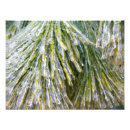Recherche de aiguilles de pin art Hiver