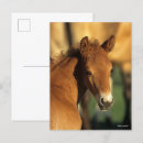 Recherche de poulain cartes postales Bob langrish