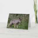 Recherche de coyote vœux cartes Faune