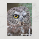 Recherche de mâchoires cartes postales Oiseau