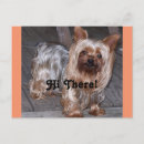 Recherche de yorkshire terrier cartes postales Adorable