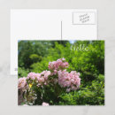 Recherche de lauri cartes postales Pour tous