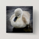 Recherche de bébés badges Oiseau