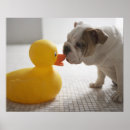 Recherche de canard plastique posters Humour