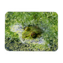 Recherche de grenouille magnets Étang