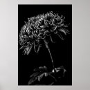 Recherche de chrysanthème posters Jardin
