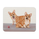 Recherche de deux animaux magnets Corgi