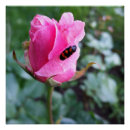 Recherche de reposant posters Rose