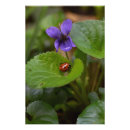 Recherche de de coccinelle posters Coléoptère
