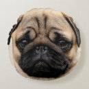 Recherche de chiot de carlin coussins Animal familier
