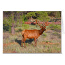 Recherche de orignaux photographie Parc national