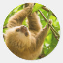 Recherche de image retournée Faune