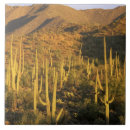 Recherche de tucson carreaux Cactus