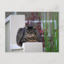 Recherche de chat zen cartes postales Chaton