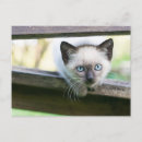 Recherche de bébés animaux cartes postales Espagne