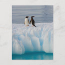 Recherche de péninsule antarctique cartes postales Iceberg