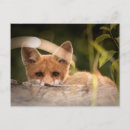 Recherche de petit renard cartes postales Forêt
