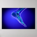Recherche de cheville posters Anatomie