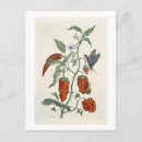 Recherche de fleurs 19ème cartes postales Botanique