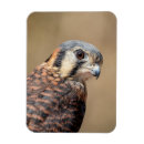 Recherche de observé magnets Animal