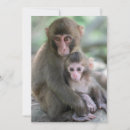 Recherche de macaque japonais cartes postales Primate