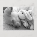 Recherche de pet cartes postales Dogs
