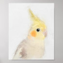 Recherche de plumes jaunes posters Oiseau