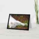 Recherche de chaton blanc vœux cartes Photographie