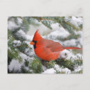 Recherche de sapin cartes postales Oiseau