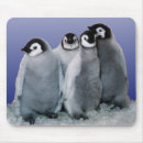 Recherche de pingouin bébé tapis souris Oiseau