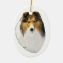 Recherche de chien berger shetland maison deco Colley