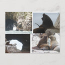 Recherche de veaux cartes postales Toute personne
